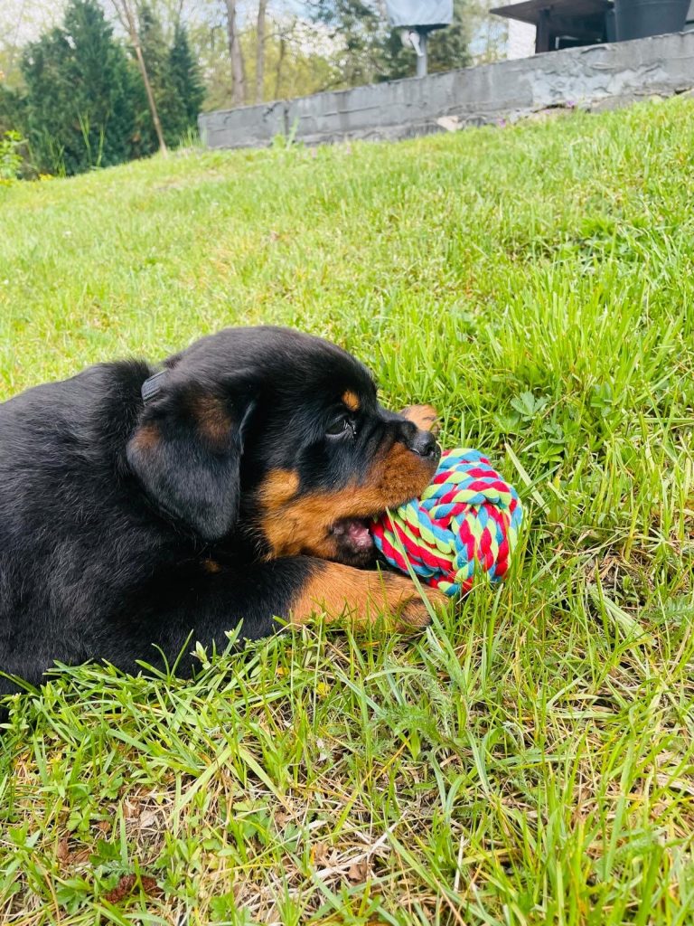 Was gehört alles in meine Welpenerstausstattung?