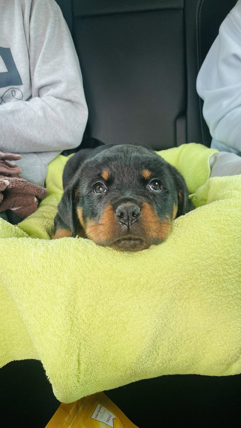 Mein großer Umzugstag – Mit Wuff und voller Vorfreude!