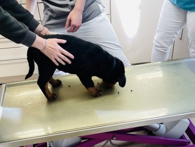 Mein erster Tierarztbesuch – und wie ich den locker weggesnackt hab