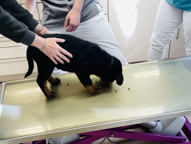 Mein erster Tierarztbesuch – und wie ich den locker weggesnackt hab